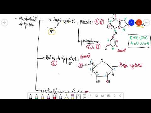 Video: Ce Tipuri De ARN Există în Celulă, Unde Sunt Sintetizate?