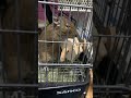 デグーくるくるかじりんがー