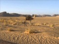 شيلة فردية علي بن جار الله المري اداء جفران المري اصليه بدون حقوق 2013