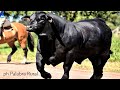 Magnificent Brangus bulls from Argentina | Toro Brangus