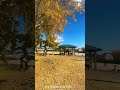 stations away from nagoya , sobue ginkgo farm , over 10 thousand trees . #goldentree #autumninjapan