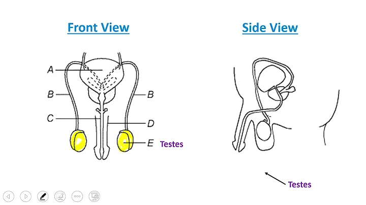 Human Male Reproductive System