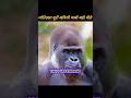 Why Don't Gorillas Drink Water? 😱 #facts  #factshorts