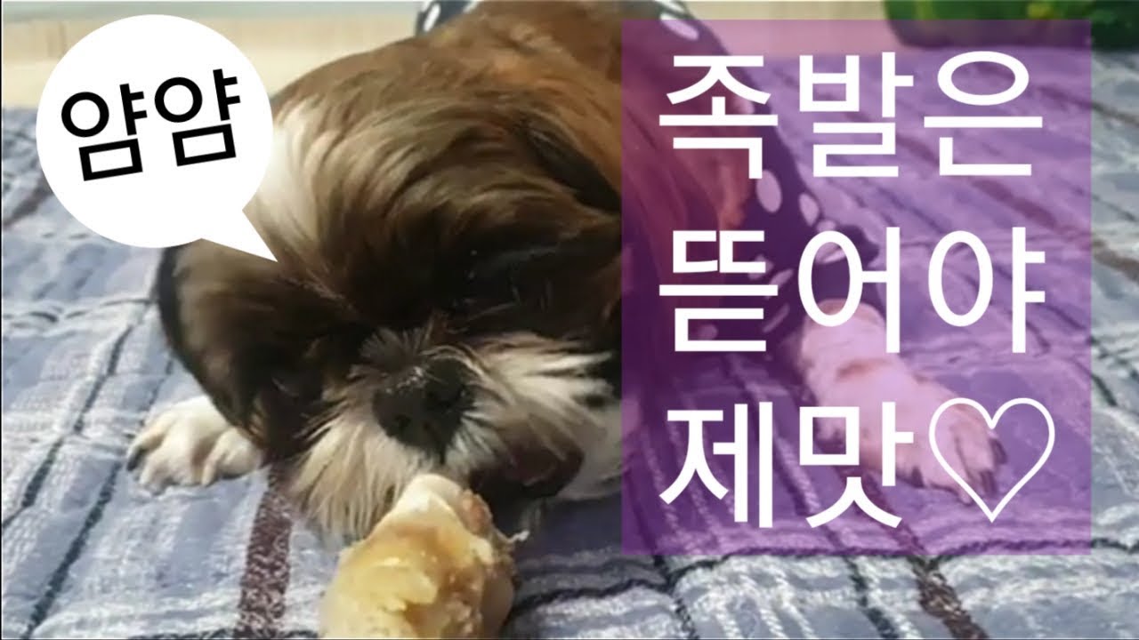 족발 먹방 용식이 시츄에이션 dog eats pig's feet - YouTube