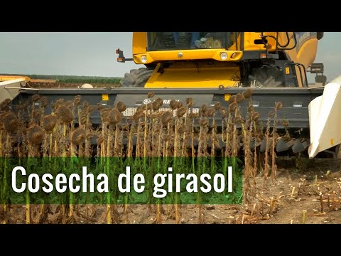 Video: ¿Cómo se cosecha el grano a mano?