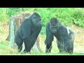 Shabani シャバーニ Gorilla family is energetic. ゴリラの家族は元気です キヨマサ、アニー、アイ、ネネ  Kiyomasa Nene Ai Annie - #187