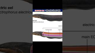 Electric eel कैसे electric current छोड़ता हे  Electric eel fact video | shorts trending viral