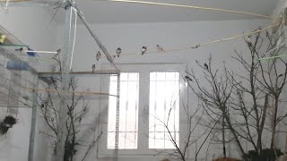 هل الحسون السوفاج الخلوي الغوابي البري ينتج من اول سنة