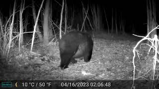 New Hampshire Trail Cam, Apr 2023 — Black bear and deer