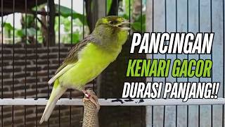 Burung Kenari Kenari Gacor Dor Pancingan Paling Ampuh Buat Kenari Macet Langsung Bunyi!