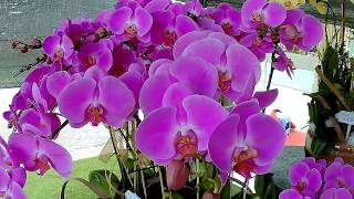 Admire the orchid pots with price thousands dollars