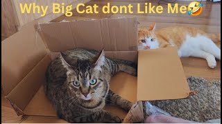 Little Cat gets Scared With Big Angry Cat  Funny Cat Videos will Make you Laugh Watch till the End