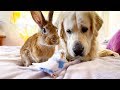 It is impossible to Believe! Dog, Rabbit and Budgie Together on my Bed