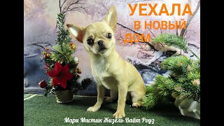 ПРОВОЖАЕМ Жизель в НОВЫЙ дом 10.05.24 #chihuahualove Открываем МАГАЗИН одежды для СОБАК, кошек !