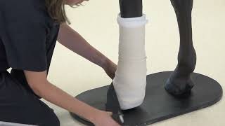 Equine - Distal limb bandage on a Horse