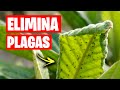 ¡MATA PLAGAS CASERO! 🐛 Insecticida para Plantas de Huerto y Jardín | La Huerta de Ivan