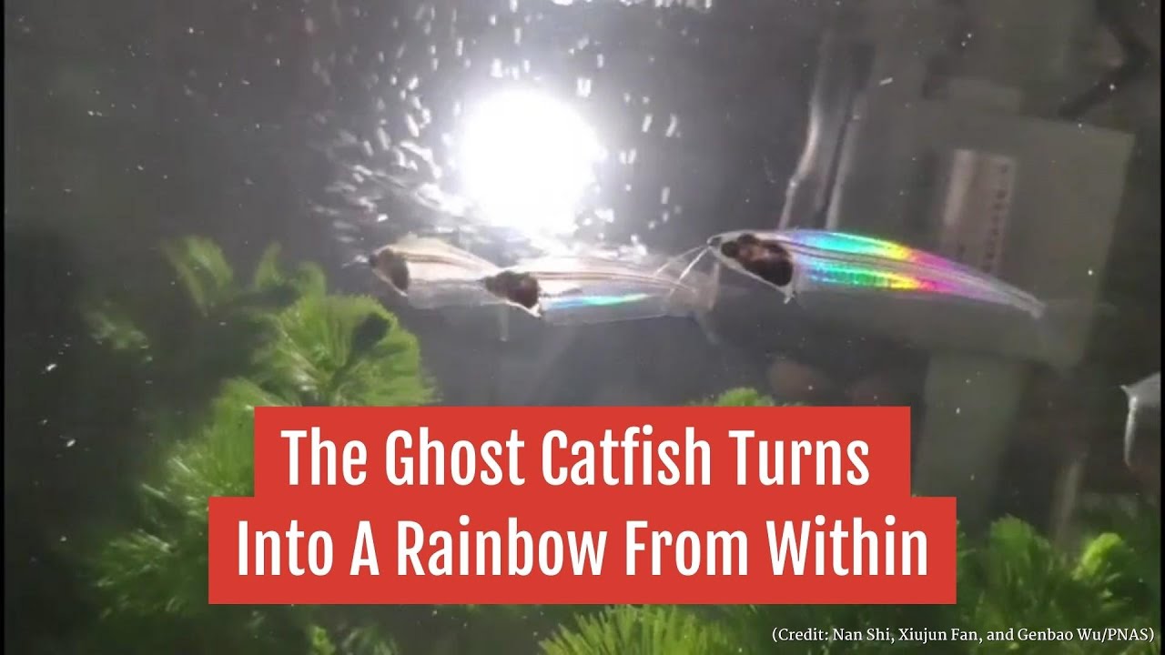 The Ghost Catfish Turns Into A Rainbow From Within YouTube