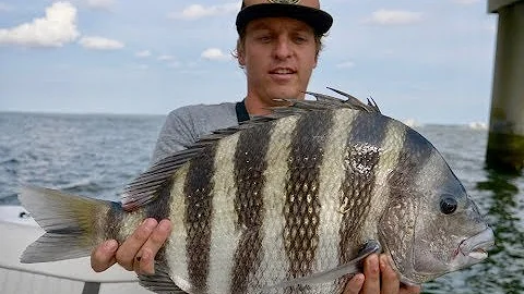 How to Catch Sheepshead! Full Sheepshead Tutorial, Tips, and How To