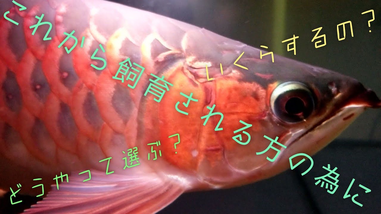 5分でわかる アロワナ混泳時の水温は Youtube