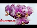 Орхидея Фаленопсис Фантом