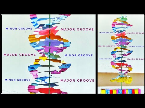 Video: Apakah yang ditunjukkan oleh model heliks berganda tentang DNA?