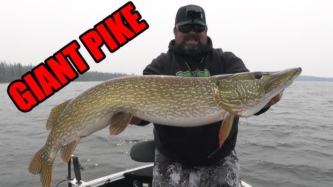 Fishing Swimbaits for Big Pike 