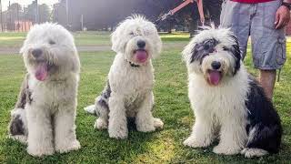 Old English Sheepdog | Facts, History & Characteristics by All Animal Breeds 32 views 2 years ago 2 minutes, 1 second