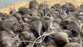 Mô hình nuôi chuột miền bắc