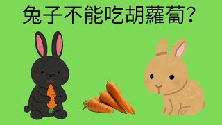 【兔子主食不是胡蘿蔔？】兔子該吃什麼？ 