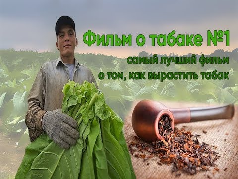 Фильм о выращивании табака от А до Я. Табак на своем участке (часть первая)