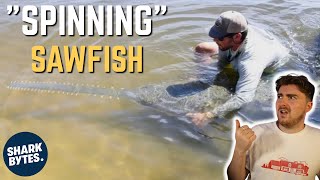 Sawfish in Florida are Spinning in Circles until they Die - Why? by SHARK BYTES 24,329 views 1 month ago 10 minutes, 34 seconds