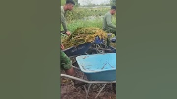 Tình quân Đồng Tháp Mười trong mưa lũ #shotrs