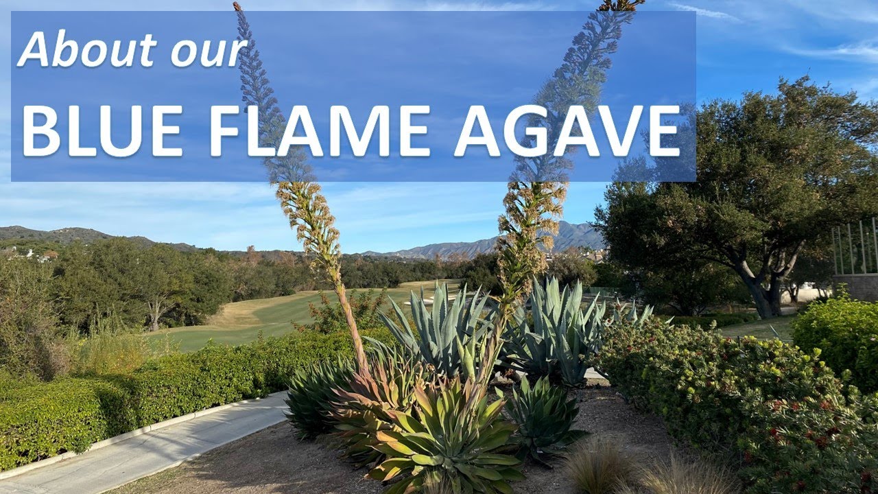 BLUE FLAME AGAVE Facts, Flowers, Identification, Care, Maintenance