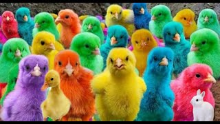 Tangkap ayam lucu,ayam warna warni,ayam rainbow,bebek,ikan hias, kucing,kura kura, hewan lucu