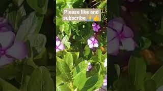 sadabahar flower care tips#adenium #plantcaretips #desertrose