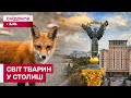ЛИСИЦІ В КИЄВІ! Як діяти, якщо побачили дику тварину в місті?