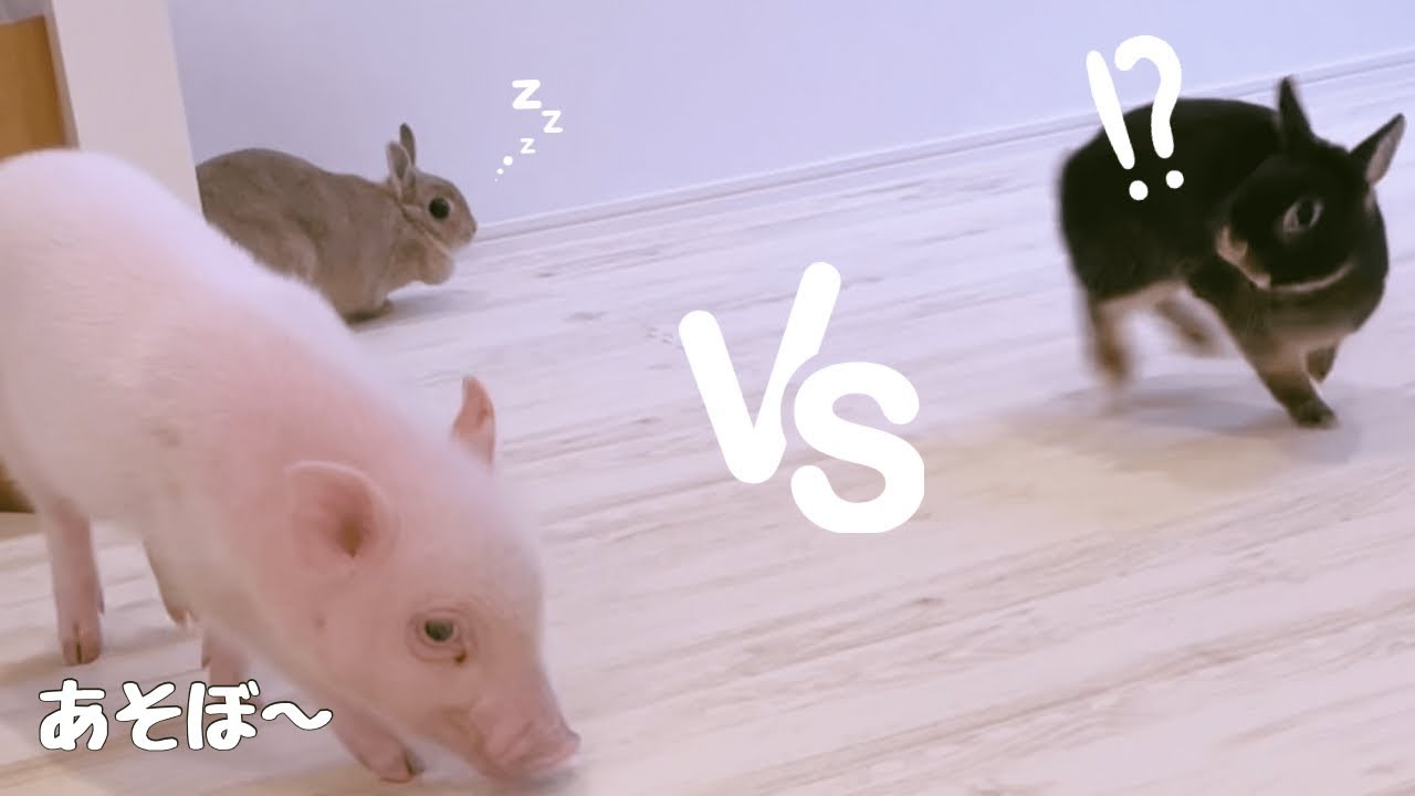 マイクロブタとうさぎの異例の対面！果して結果は．．．？ - YouTube