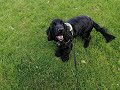 Murphy the Cocker Spaniel - 3 Weeks Residential Dog Training