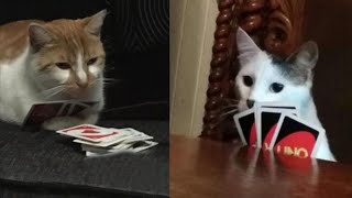 Try Not To Laugh 🤣 New Funny Cats Video 😹 - MeowFunny Par 35