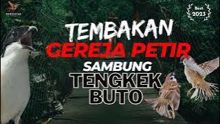 Masteran Gereja Tarung Sambung Tengkek Buto !!