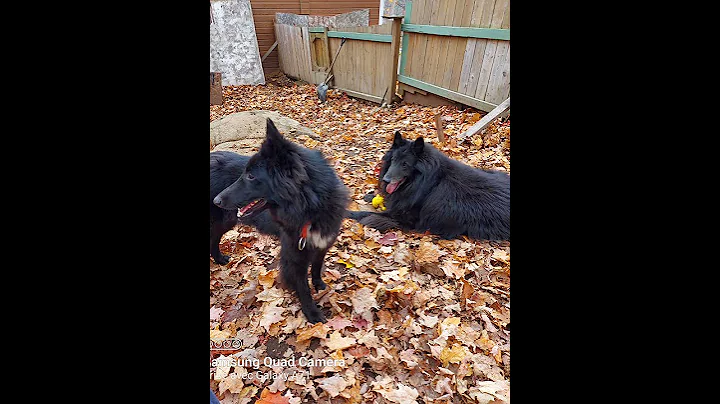 Chiots Sioux x Shela