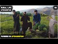 Afghanistan rural life  farming in afghanistan  village life  2020 