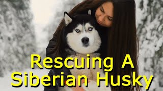 Rescuing A Siberian Husky - Questions You Need To Ask by Wander Woman 33 views 1 day ago 4 minutes, 36 seconds