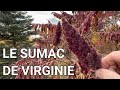 Le sumac de virginie ou vinaigrier est une plante mdicinale et de survie