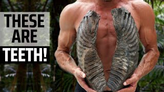 видео: Обнаружен полный набор зубов мамонта весом 60 фунтов картинка: Обнаружен полный набор зубов мамонта весом 60 фунтов