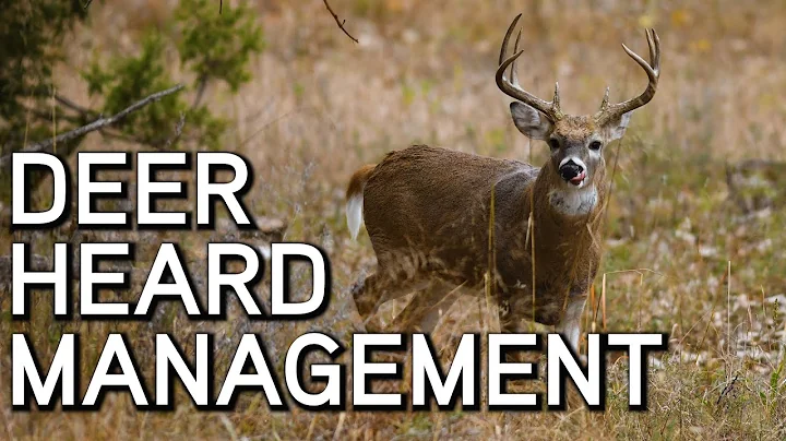 Deer Herd Management