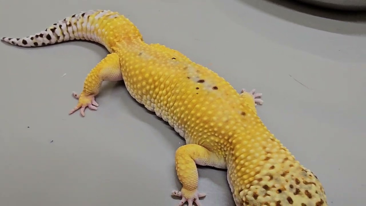 ◎ヒョウモントカゲモドキのモルフ(何千種類) – 飼育情報