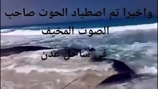 صوت الحوت الازرق الذي ظهر في سواحل الجزائر و ليبيا و مصر