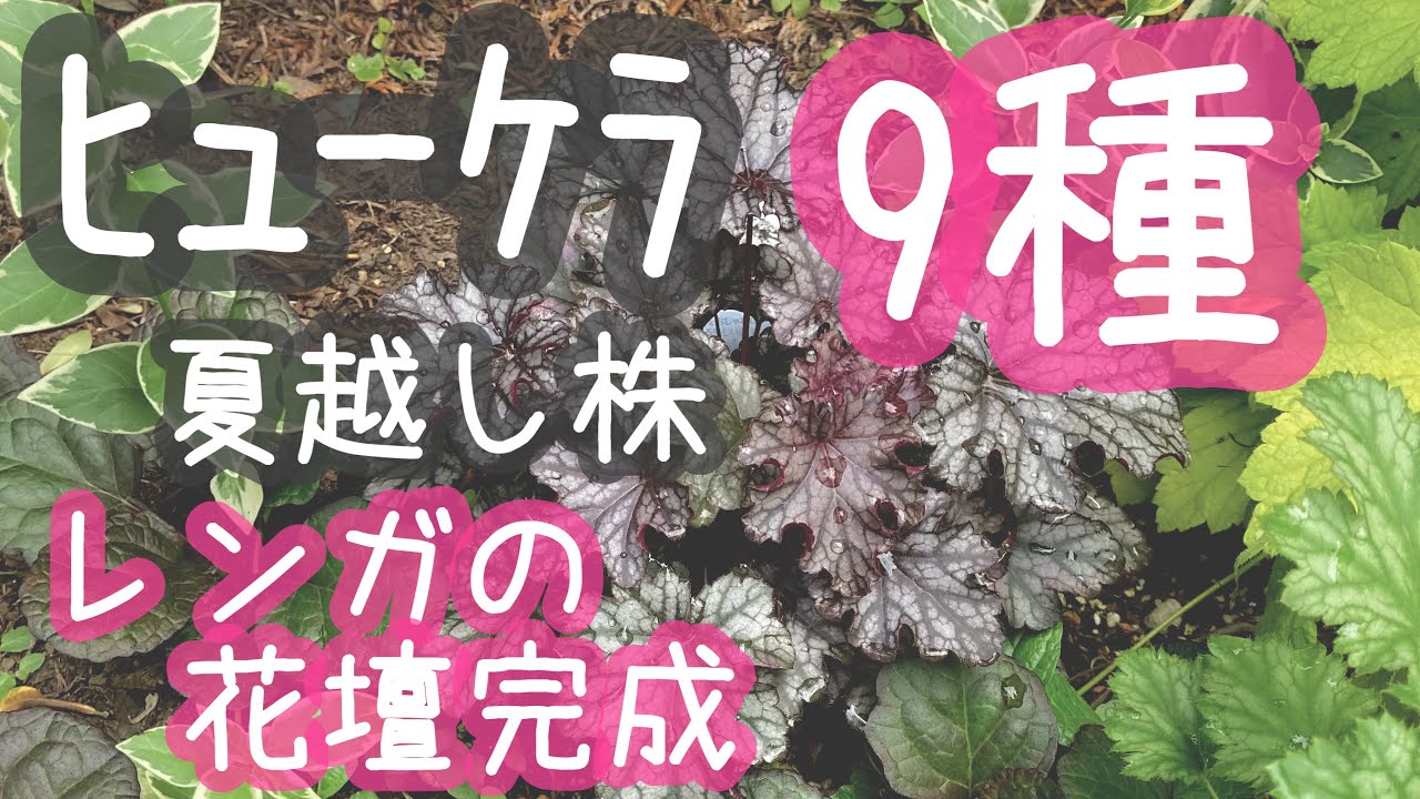 10月初旬の庭 ヒューケラ9種全て夏越し 超簡単レンガ花壇完成 秋の庭の模様替えに着手 ガーデニングvlog Youtube 10月初旬の庭 ヒューケラ9種全て夏越し 超簡単レンガ花壇完成 秋の庭の模様替えに着手 ガーデニングvlog Youtube