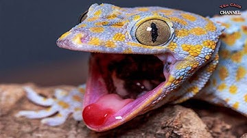 Âm Thanh Tắc Kè Gọi Bạn Tình - Tiếng Tắc Kè - Con Tắc Kè Hoa - Gecko Sound #tacke